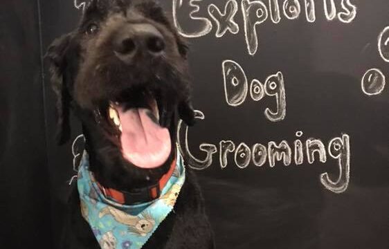 Exploits Dog Grooming Black Dog