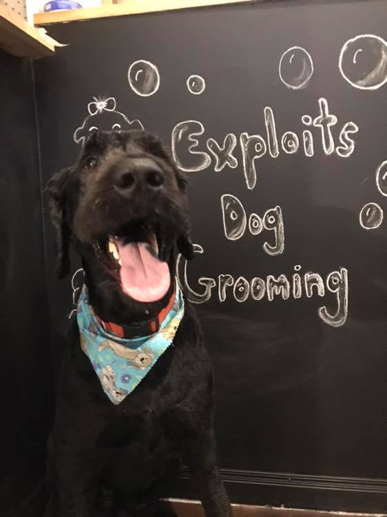 Exploits Dog Grooming Black Dog