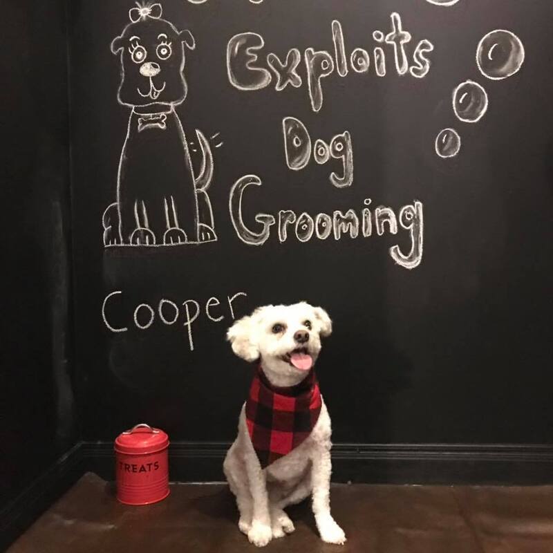 Exploits Dog Grooming Cooper