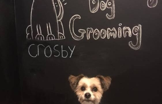 Exploits Dog Grooming Crosby