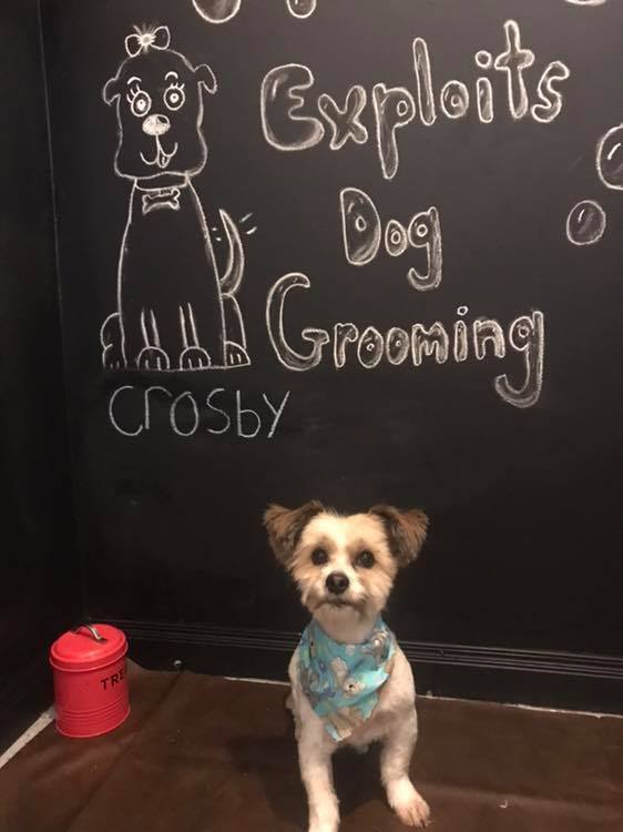 Exploits Dog Grooming Crosby