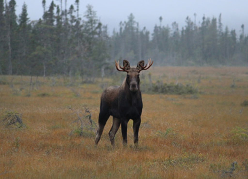 Hideaway-Moose