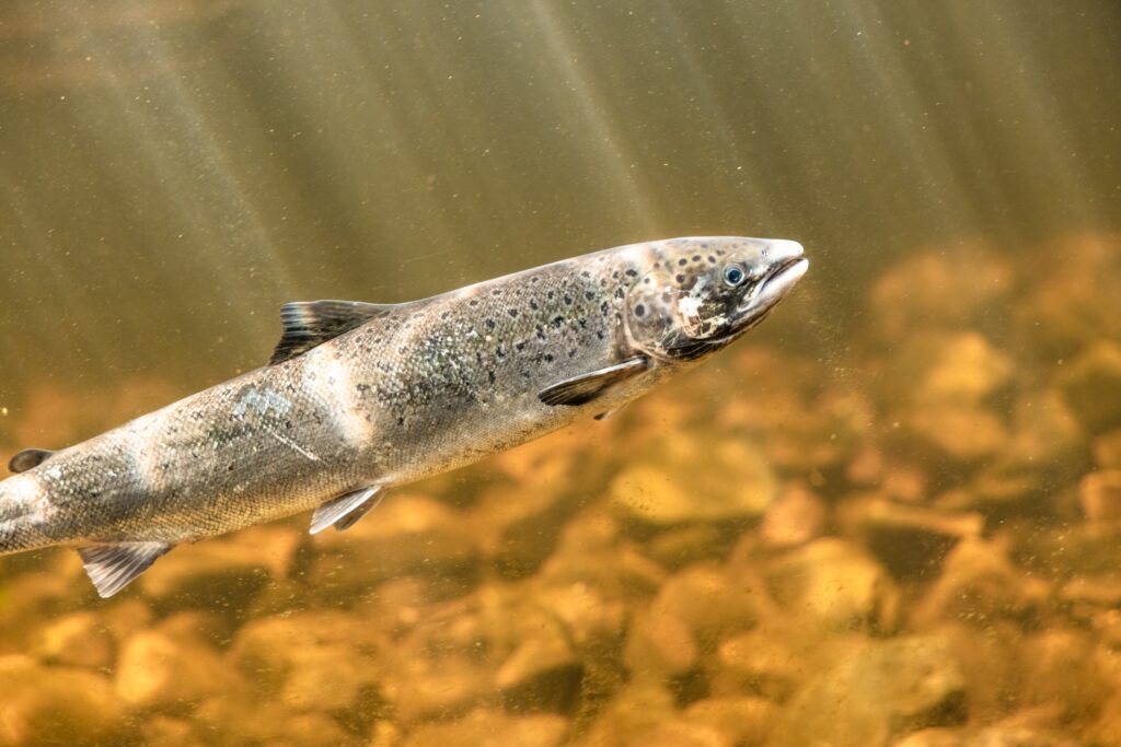 Salmon